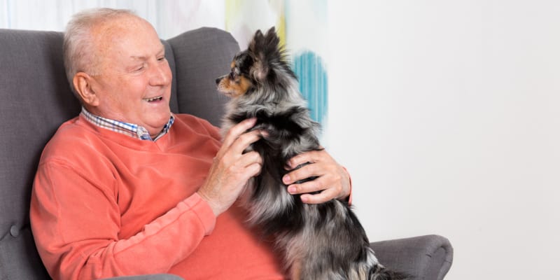 wonderful companion and an important part of elderly care
